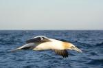 gannet.jpeg